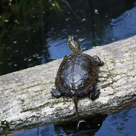 沃德尼克船屋酒店 船屋