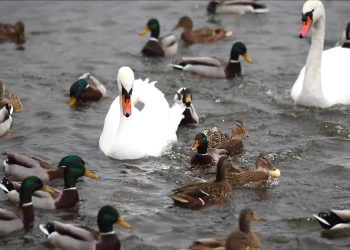 Båthotell Vodnik 3*